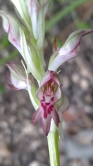 Anacamptis