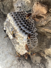 Polistes xanthogaster