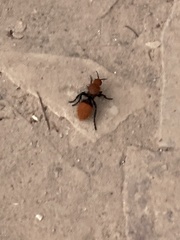 Dasymutilla calorata