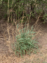Panicum antidotale