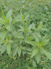 Solidago