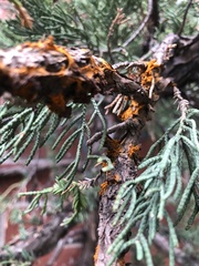 Gymnosporangium clavariiforme