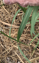 Panicum antidotale