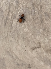Dasymutilla calorata