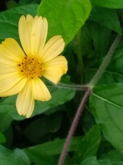 Sphagneticola brachycarpa