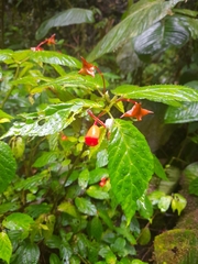 Begonia longirostris