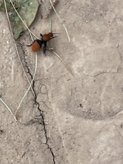 Dasymutilla calorata