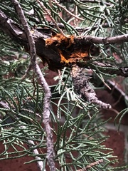 Gymnosporangium clavariiforme