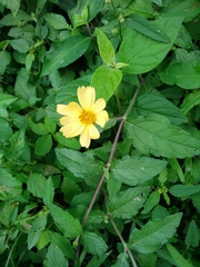 Sphagneticola brachycarpa