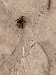 Dasymutilla calorata