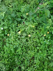 Sphagneticola brachycarpa