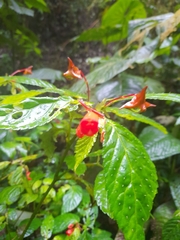 Begonia longirostris