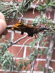 Gymnosporangium clavariiforme