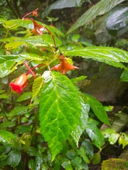 Begonia longirostris