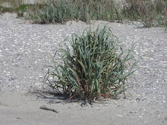 Phragmites australis berlandieri