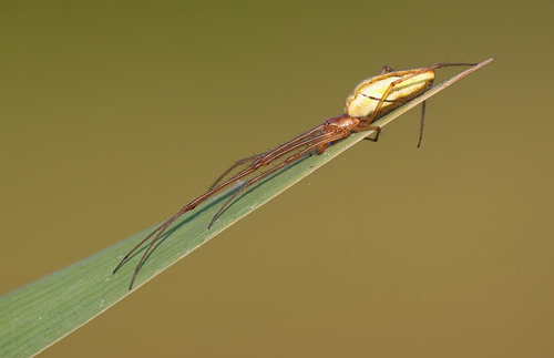 Common Stretch Spider, Tilburg, NL-NB, NL, photo 6 of 10