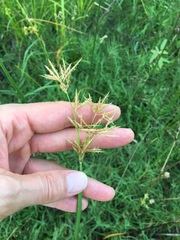 Cyperus articulatus