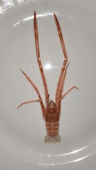 Munididae