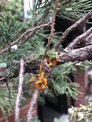 Gymnosporangium clavariiforme