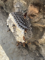 Polistes xanthogaster