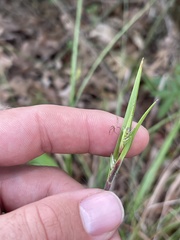 Scleria oligantha