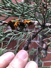 Gymnosporangium clavariiforme