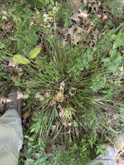 Scleria oligantha