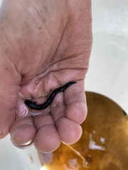 Siren lacertina