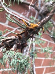 Gymnosporangium clavariiforme