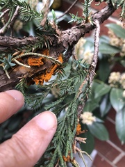 Gymnosporangium clavariiforme