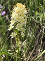 Toxicoscordion venenosum