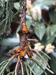 Gymnosporangium clavariiforme