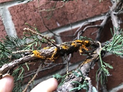 Gymnosporangium clavariiforme