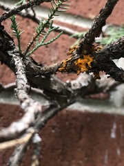 Gymnosporangium clavariiforme