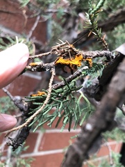 Gymnosporangium clavariiforme