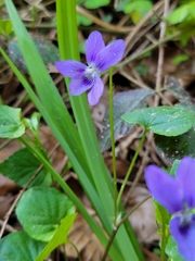 Viola × bavarica
