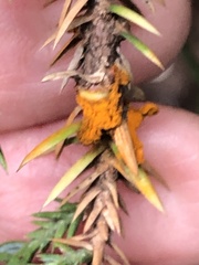 Gymnosporangium clavariiforme