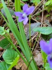 Viola × bavarica