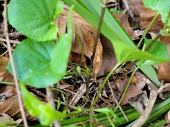 Viola × bavarica