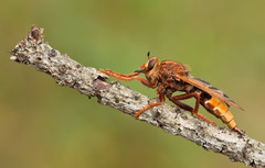 Hornet Robber Fly - Photo (c) Paul Cools, some rights reserved (CC BY-NC), uploaded by Paul Cools