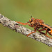 Asilus crabroniformis - Photo (c) Paul Cools, algunos derechos reservados (CC BY-NC), uploaded by Paul Cools
