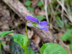 Viola × bavarica