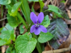 Viola × bavarica