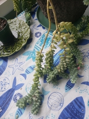 Sedum burrito