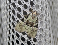 Leuconycta lepidula