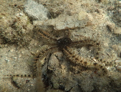 Ophiocoma echinata