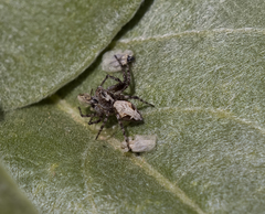 Corythucha immaculata