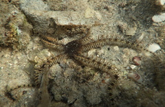 Ophiocoma echinata