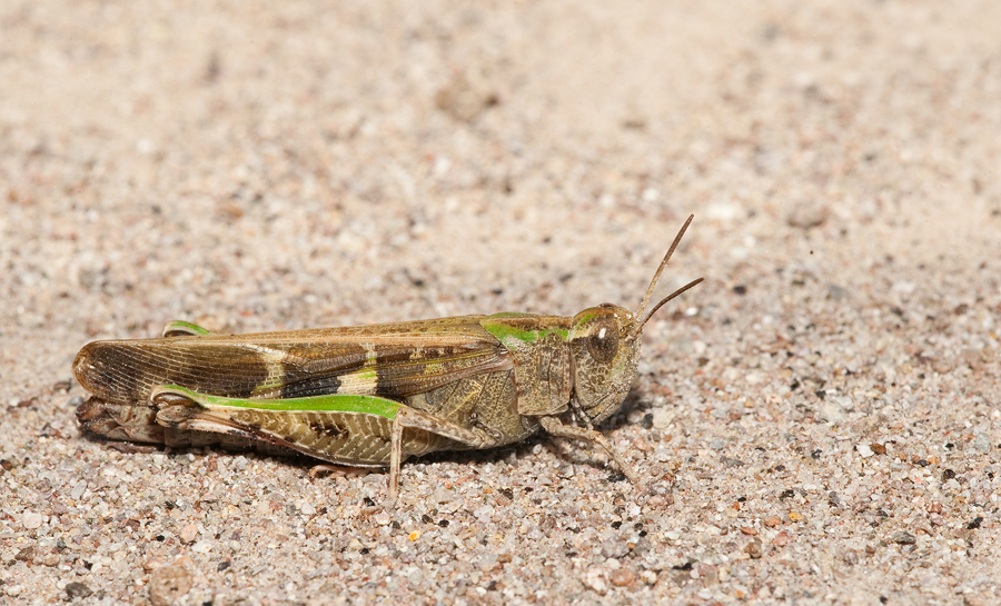 Green-winged Grasshoppers