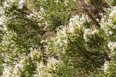 Baccharis sarothroides